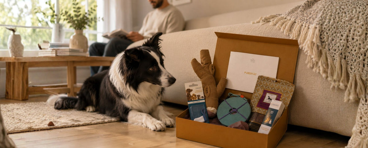 Border Collie mit der The Fetch Club Box für die Pubertätsphase